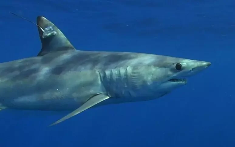 https://assets.gazzettadelsud.it/2026/04/squalo-mako-774x485.webp