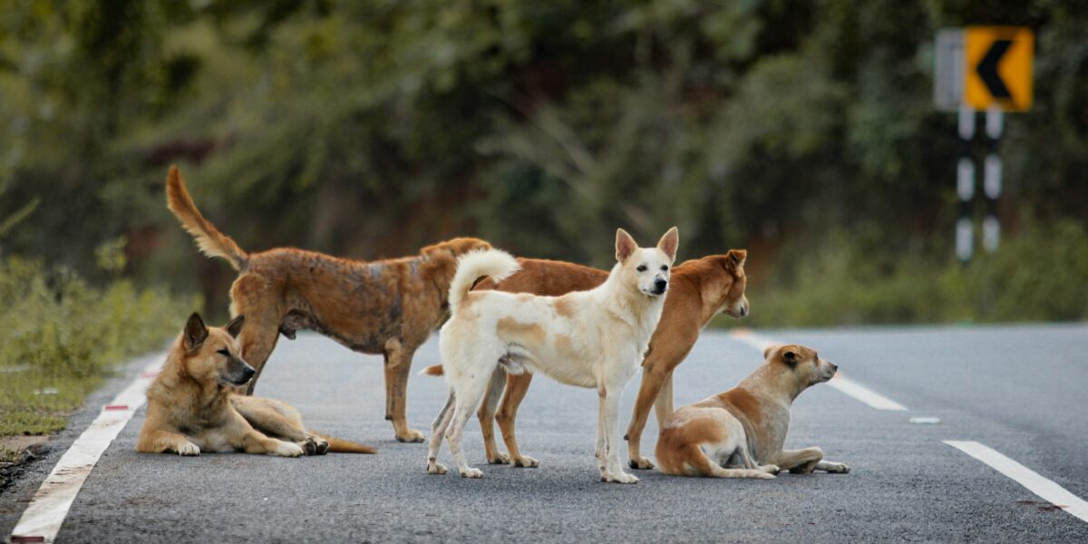 https://assets.gazzettadelsud.it/2026/05/branco-di-cani-randagi-1200x600.jpg