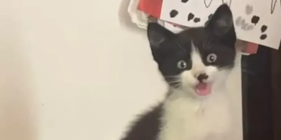 https://assets.gazzettadelsud.it/2026/05/gatto-970x485-1778778262.webp