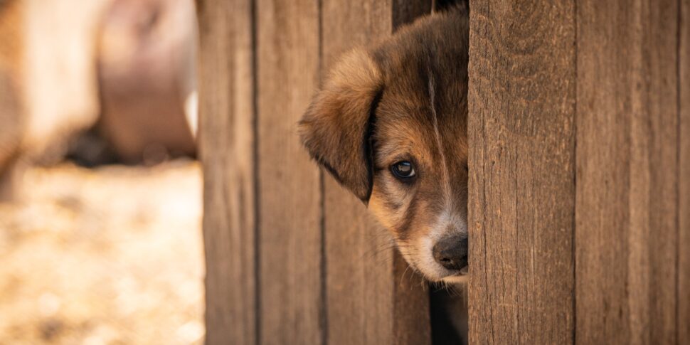 https://assets.gazzettadelsud.it/2026/05/gumikutya-pet-10072662-970x485.jpg