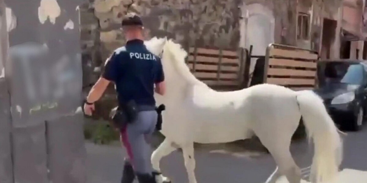 https://assets.gazzettadelsud.it/2026/06/Cavalli-sequestrati-a-Catania-scaled-1200x600-1781952006.jpg