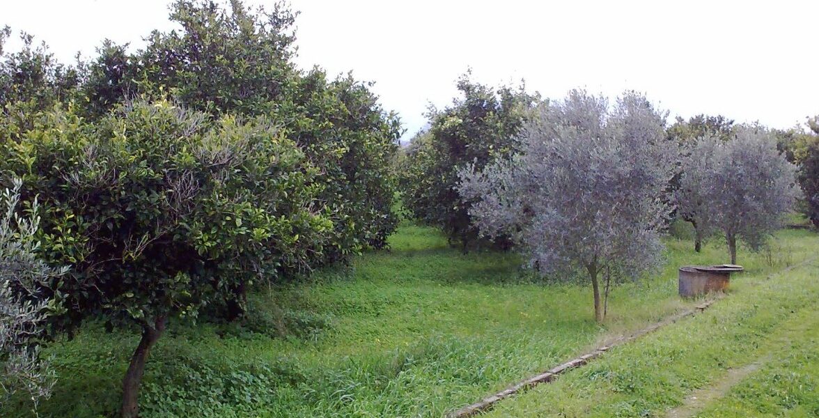 Lamezia: roghi nei poderi di Doris Lo Moro, indagini serrate per risalire agli autori