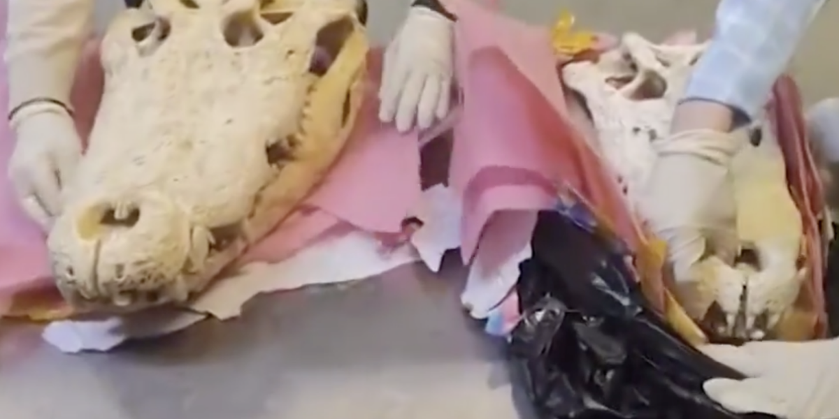 teschi di coccodrillo importati senza autorizzazione dalla cambogia scatta il sequestro a malpensa da Gazzettadelsud.it teschi di coccodrillo importati senza autorizzazione dalla cambogia scatta il sequestro a malpensa
