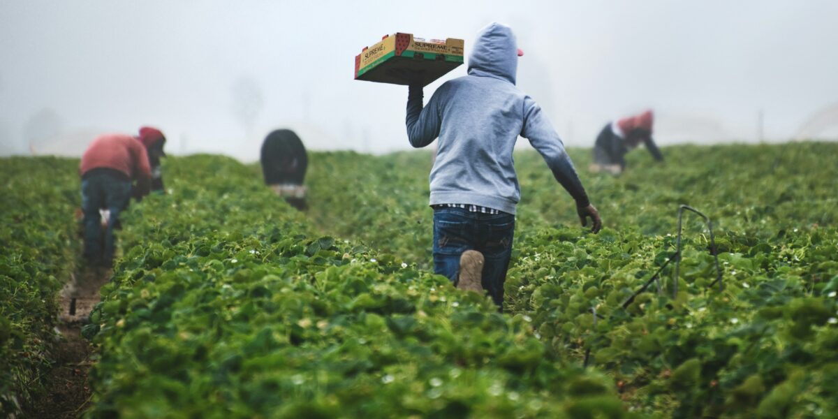 https://assets.gazzettadelsud.it/2026/07/Agricoltura-lavoro-nei-campi-1200x600.jpg