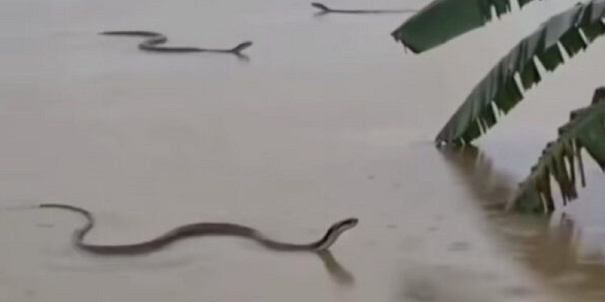 cina serpenti velenosi fuggiti nell alluvione catturati a migliaia da Gazzettadelsud.it cina serpenti velenosi fuggiti nell alluvione catturati a migliaia
