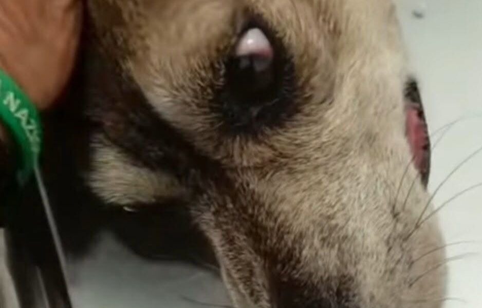morta betty boop la cagnolina lanciata dal quarto piano a san giovanni la punta da Gazzettadelsud.it morta betty boop la cagnolina lanciata dal quarto piano a san giovanni la punta
