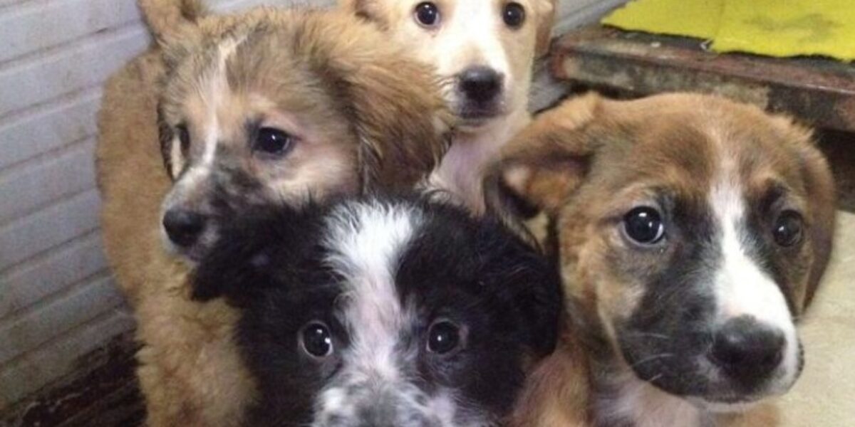 https://assets.gazzettadelsud.it/2026/07/cuccioli-cane-1200x600.jpg