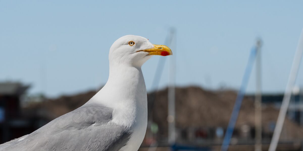 in calabria il gabbiano reale che usa l esca come un pescatore pane e pizza per attirare i pesci lo studio su behaviour da Gazzettadelsud.it in calabria il gabbiano reale che usa l esca come un pescatore pane e pizza per attirare i pesci lo studio su behaviour