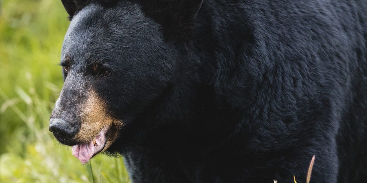 https://assets.gazzettadelsud.it/2026/07/orso-1200x600.jpg