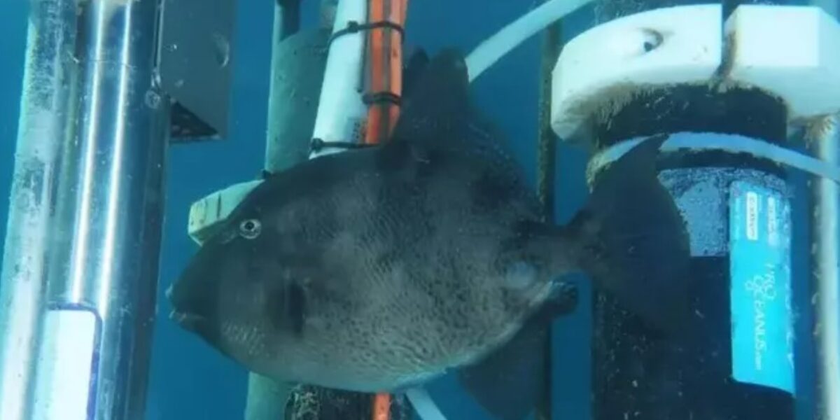 https://assets.gazzettadelsud.it/2026/07/pesce-balestra-barracuda-1200x600.jpg
