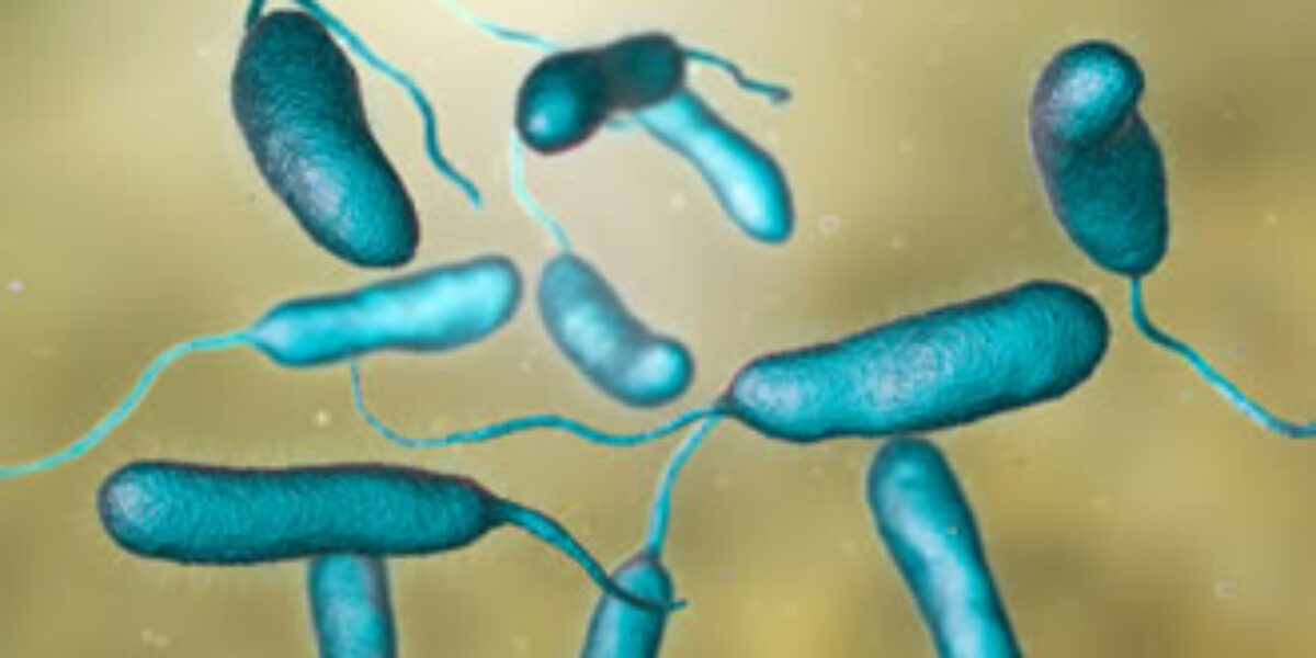 https://assets.gazzettadelsud.it/2026/08/vibrio-vulnificus-cause-orig-1200x600.jpg