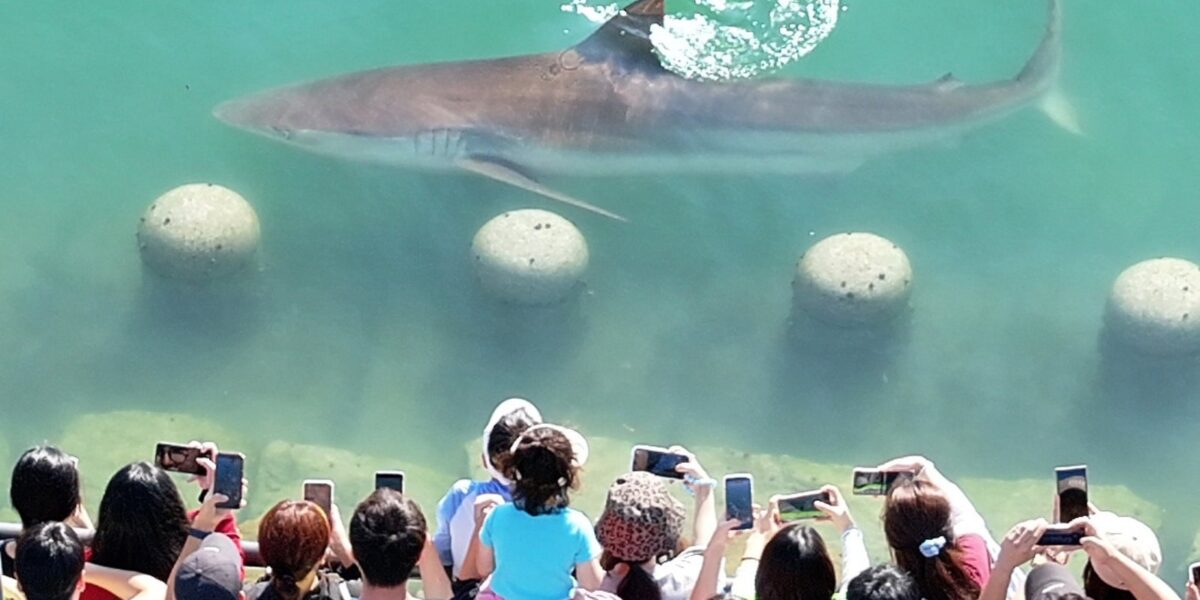 uno squalo bloccato in un canale della corea del sud attira 600000 visitatori da Gazzettadelsud.it uno squalo bloccato in un canale della corea del sud attira 600000 visitatori
