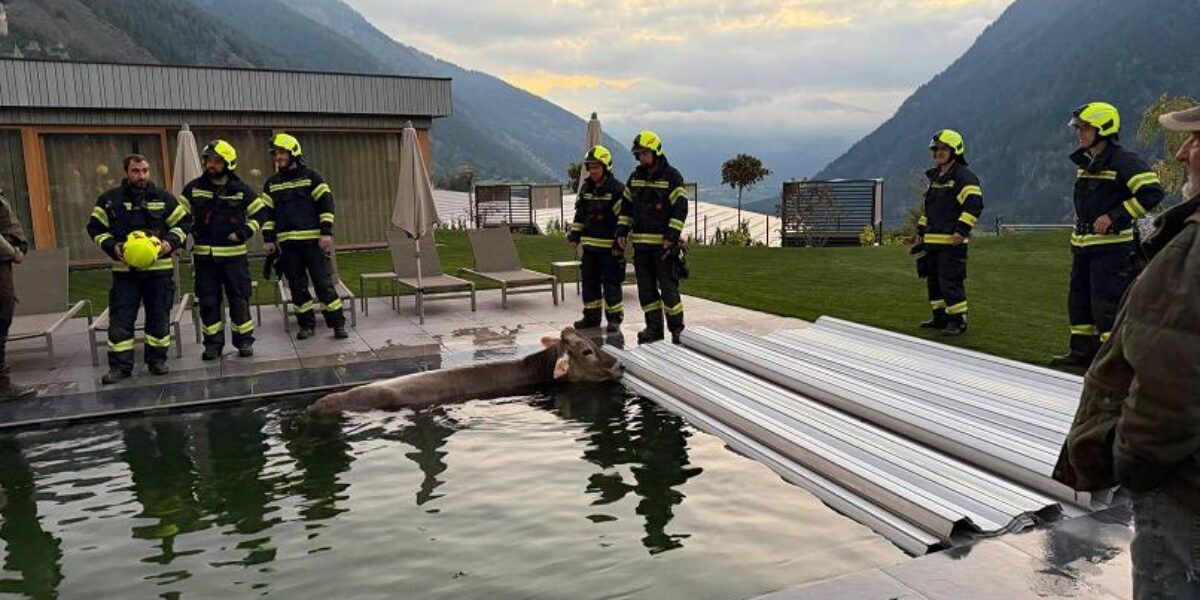 mucca cade nella piscina di un albergo in val venosta salvata dai vigili del fuoco da Gazzettadelsud.it mucca cade nella piscina di un albergo in val venosta salvata dai vigili del fuoco