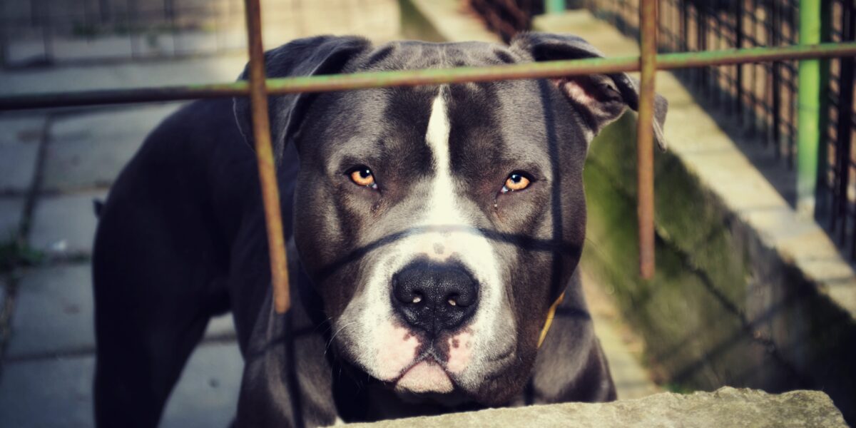 palestre usate per incattivire e addestrare i pitbull uccidendo altri cani sei indagati tra la sicilia e la campania da Gazzettadelsud.it palestre usate per incattivire e addestrare i pitbull uccidendo altri cani sei indagati tra la sicilia e la campania