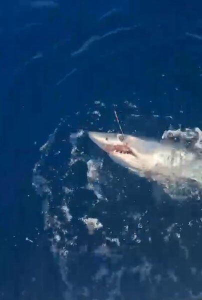 livorno squalo mako di 120 chili abbocca alla meloria e si libera dopo 50 minuti di lotta da Gazzettadelsud.it livorno squalo mako di 120 chili abbocca alla meloria e si libera dopo 50 minuti di lotta