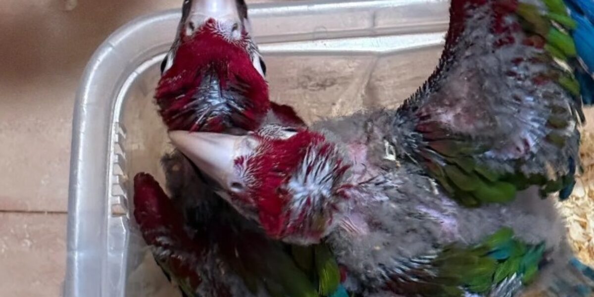 sequestrati 377 animali esotici protetti nel porto di pozzallo video da Gazzettadelsud.it sequestrati 377 animali esotici protetti nel porto di pozzallo video
