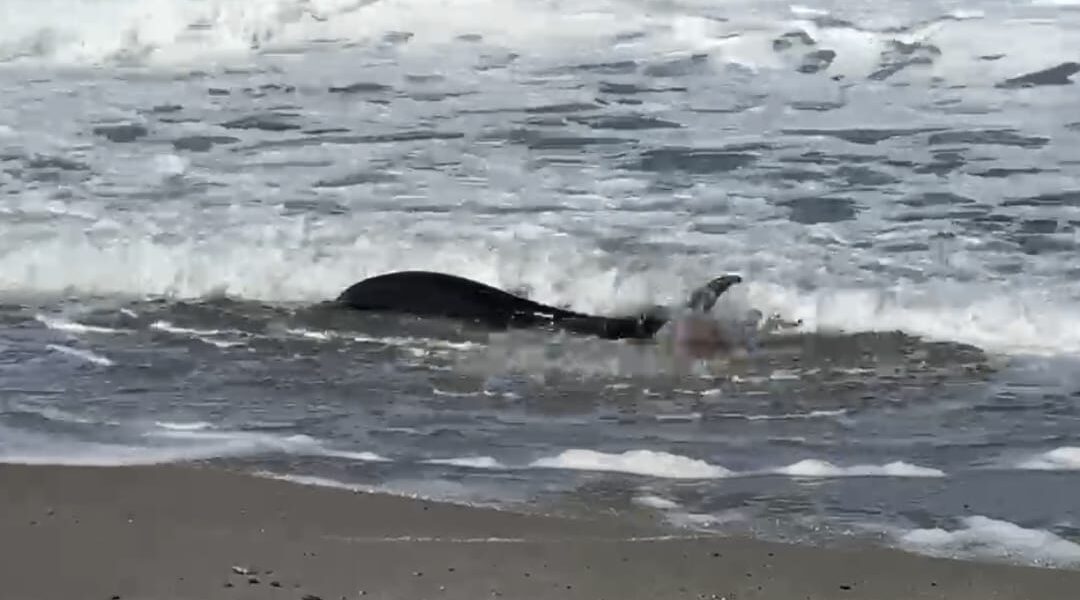 delfino spiaggiato a san saba due uomini tentano di salvarlo dopo diversi ritorni a riva ha ripreso il largo da Gazzettadelsud.it delfino spiaggiato a san saba due uomini tentano di salvarlo dopo diversi ritorni a riva ha ripreso il largo