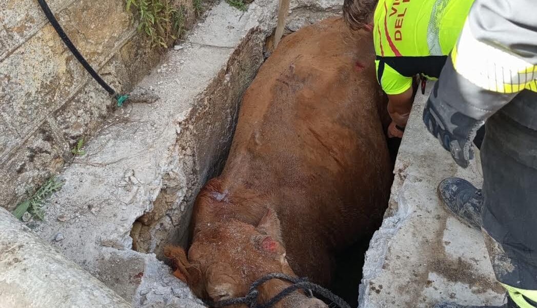 mucca precipita in un tombino nel palermitano salvata dopo ore di soccorso da Gazzettadelsud.it mucca precipita in un tombino nel palermitano salvata dopo ore di soccorso